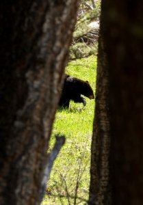 Black bear