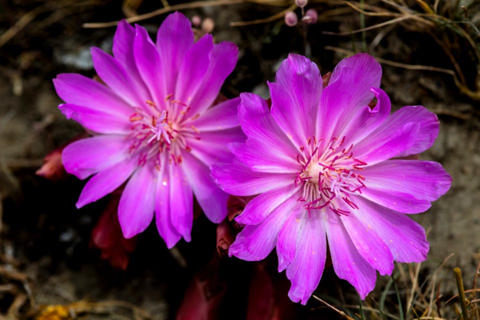 Bitterroot - Lewisia Rediviva