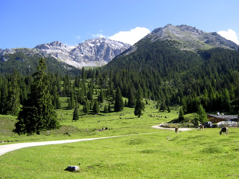 Austria landscape trees