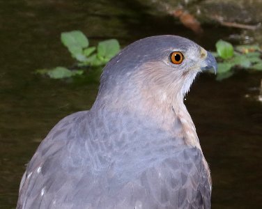 217 - COOPER'S HAWK (3-25-2018) patagonia lake, santa cruz co, az -06 photo