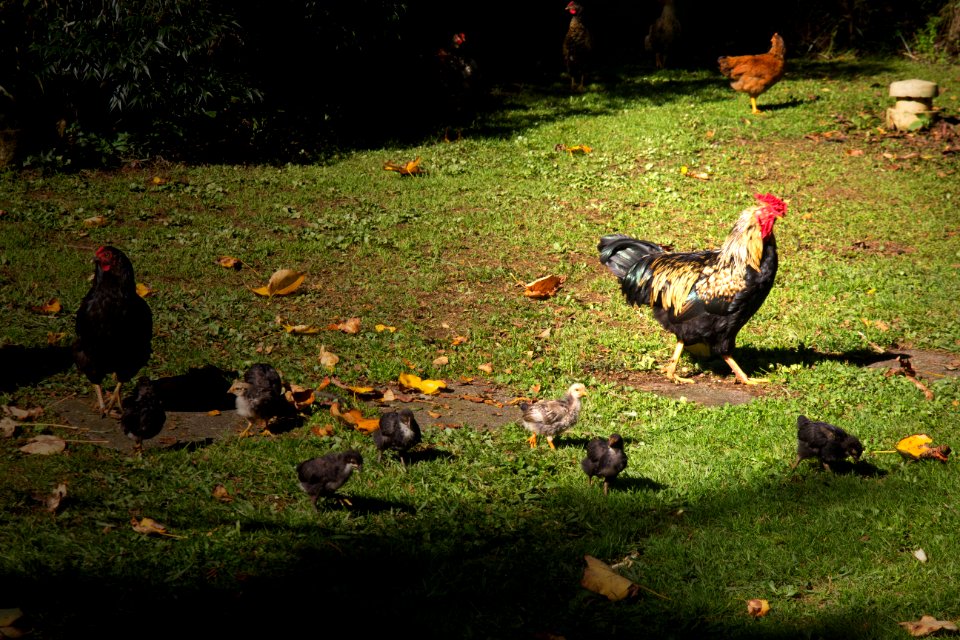 Family of Chickens