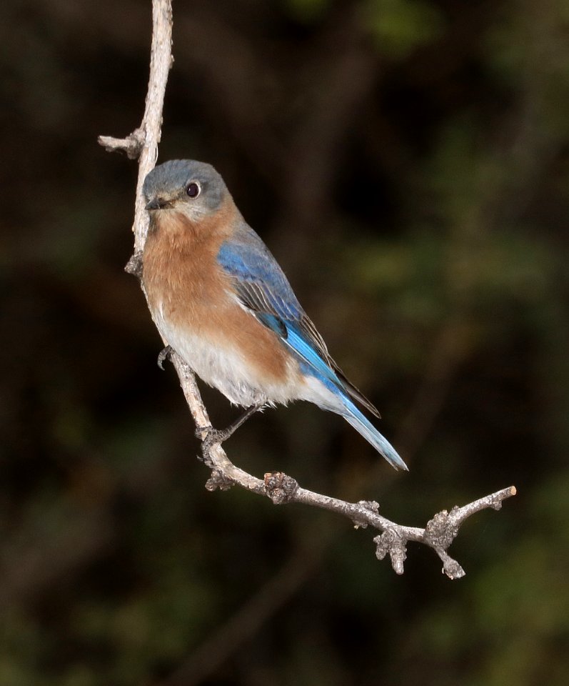 734 - EASTERN BLUEBIRD (12-16-2017) lake patagonia, santa cruz co, az -01