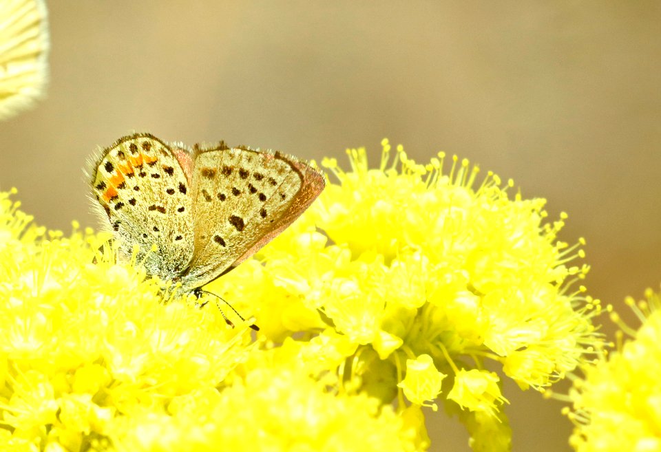 BLUE, COLUMBIA (Euphilotes columbiae) (6-26-2018) jct Rte 82 & Merritt Lane, western union co, or (1) copy