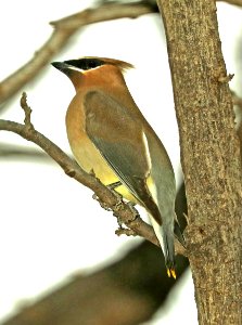 786 - CEDAR WAXWING (2-14-2019) paton's, patagonia, santa cruz  co, az -01