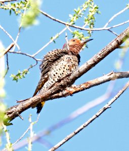 542 - NORTHERN FLICKER - Yellow-shafted (2-12-2017) patagonia lake, santa cruz co, az -01