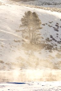 A lone coyote seen through the steam rising from the Yellowstone River photo