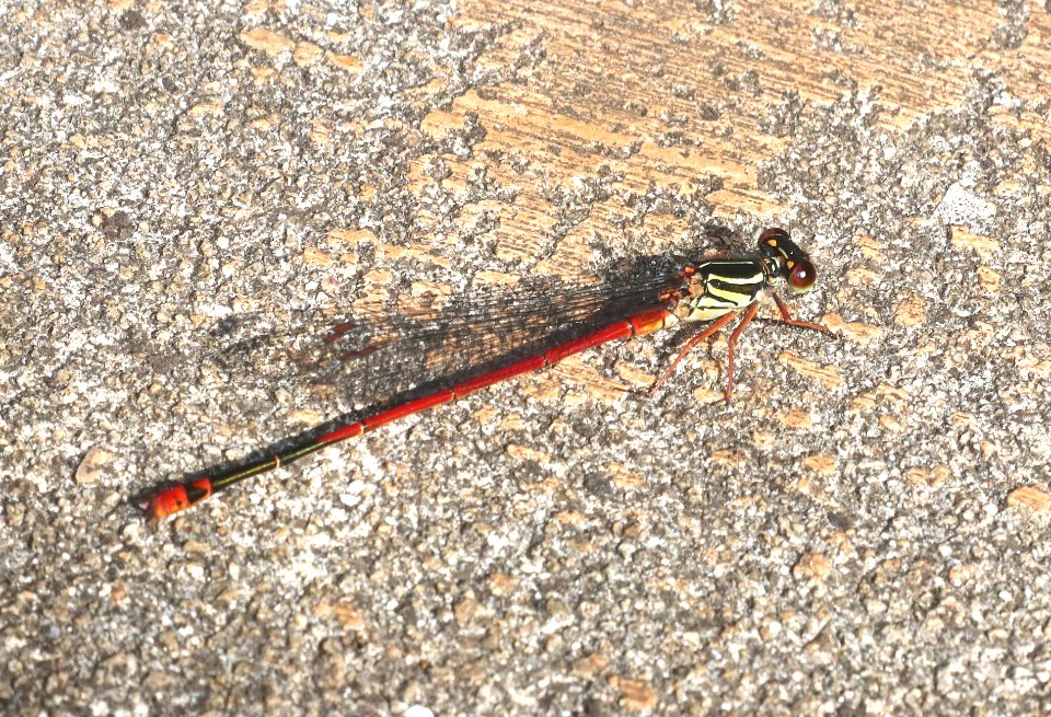 DAMSELFLY, KAUAI MOUNTAIN (Megalagrion heterogamias) (4-24-2018) kokee state park, kauai co, hawaii -01