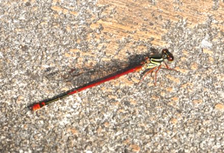 DAMSELFLY, KAUAI MOUNTAIN (Megalagrion heterogamias) (4-24-2018) kokee state park, kauai co, hawaii -01