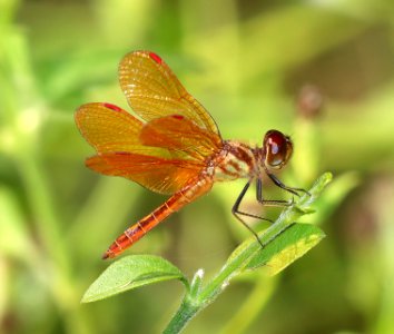 AMBERWING, SLOUGH (Perithemis domitia) (10-29-2020) hugh ramsey nature center, harlengen, cameron co, tx -04