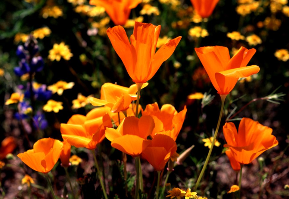 CARRIZO - Wildflowers of 05 -67
