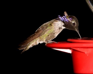 501 - COSTA'S HUMMINGBIRD (3-17-2017) 78 circulo montana, patagonia lake ranch estates, scc, az -06