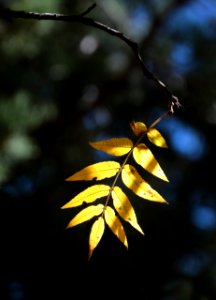 CHIRICAHUA MTS, pinery canyon (10-21-2019) cochise co, az -05