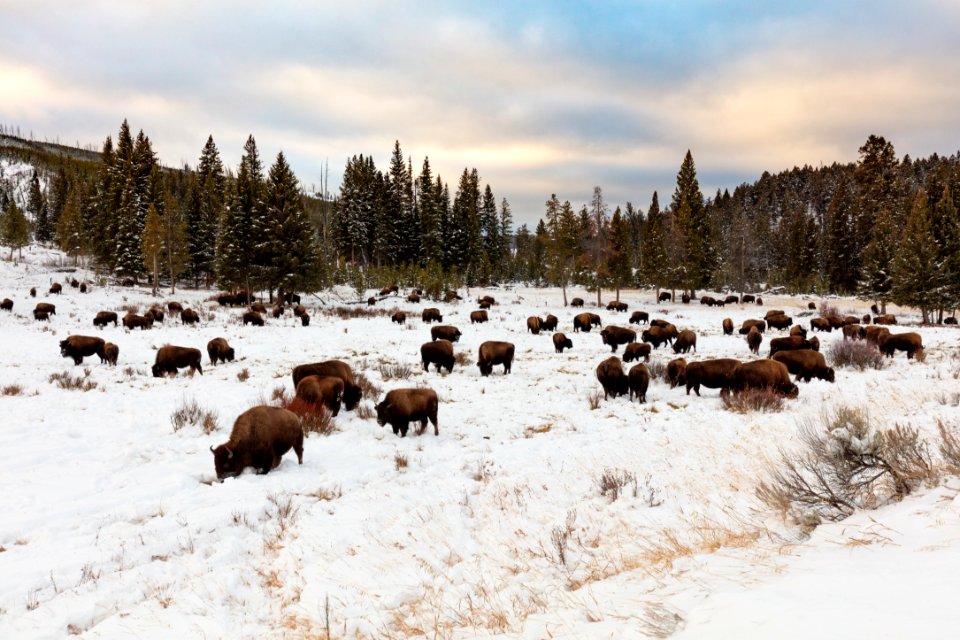 Group of bison feeding in the snow near Wraith Falls Trailhead