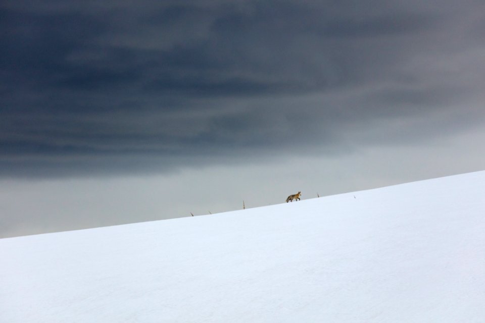 A red fox runs the ridgeline near Buffalo Plateau Trail