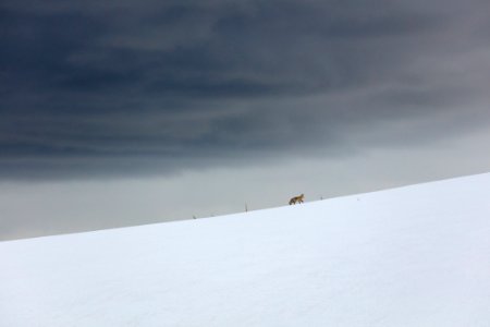 A red fox runs the ridgeline near Buffalo Plateau Trail photo