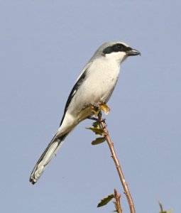 617 - LOGGERHEAD SHRIKE (12-11-2017) 78 circulo montana, patagonia lake ranch estates, scc, az -05
