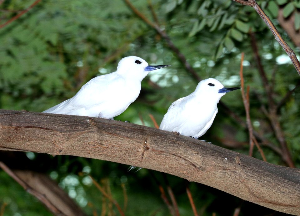 WHITE TERN (9-17-2017) oahu cemetary, honolulu co, oahu, hawaii -06