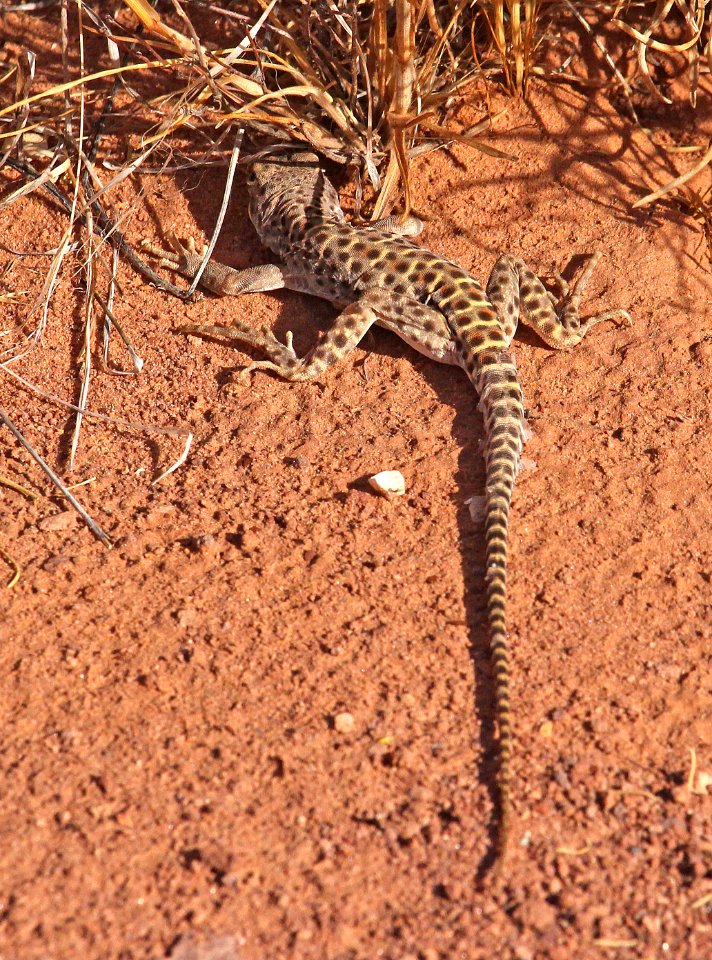 LIZARD, LONG-NOSED LEOPARD (Gambelia wislizenii) (10-2-2016) poison springs canyon, garfield co, ut -02