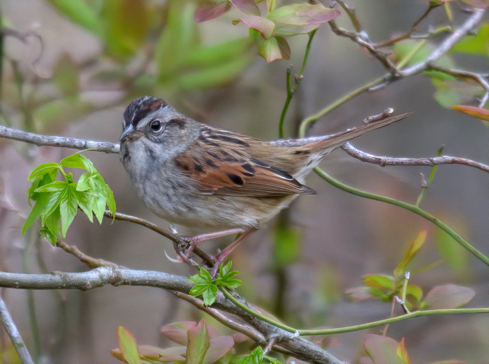 Swamp Sparrow
