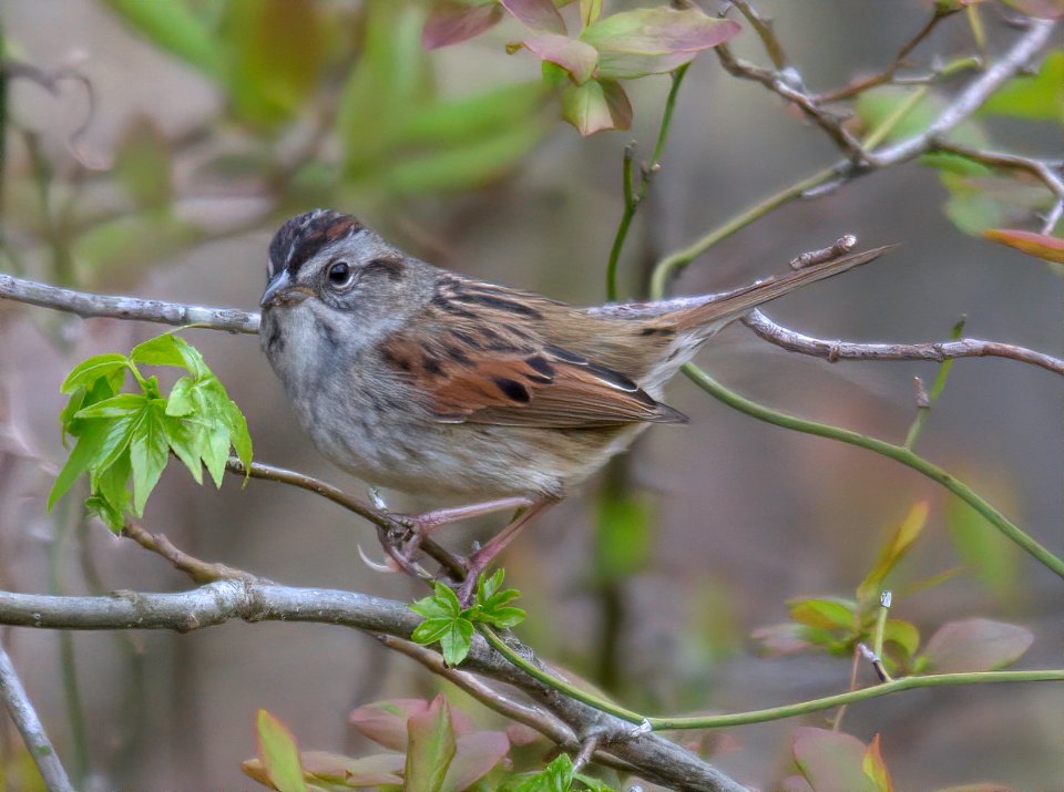 Swamp Sparrow photo