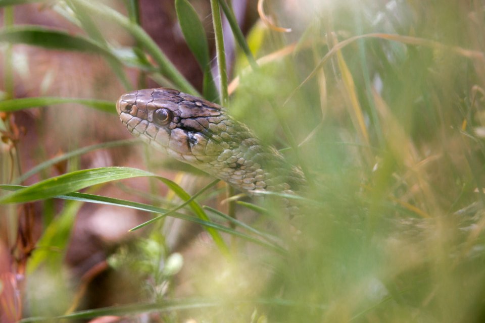 Wandering garter snake