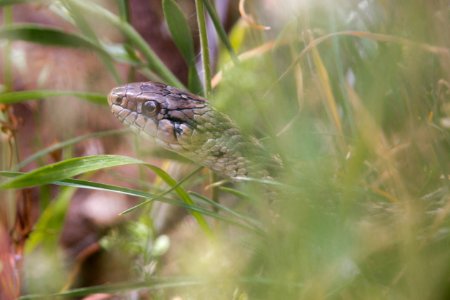 Wandering garter snake