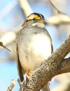 895 - WHITE-THROATED SPARROW (2-2012019) proctor trail, madera canyon, pima co, az -01