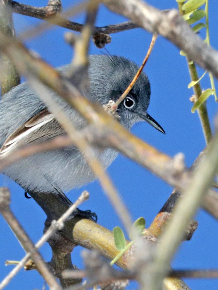 704 - BLACK-CAPPED GNATCATCHER (12-13-2015) male, kino springs, santa cruz co, az -07