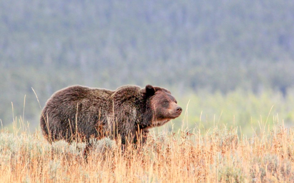 Grizzly near Wapiti Lake Trail