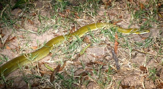 SNAKE, GREEN RAT (Senticolis triaspis) (11-1-2017) patagonia lake state park, santa cruz co, az -01