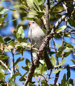 867 - BLACK-CHINNED SPARROW (11-19-2017) pena blanca canyon, santa cruz co, az -02