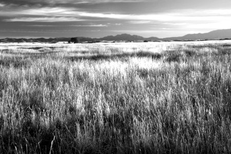 AZ - SAN RAFAEL VALLEY GRASSLANDS, SE of Patagonia, scc (23) photo