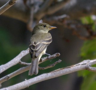 FLYCATCHER, WILLOW (8-29-07) mu ranch -06