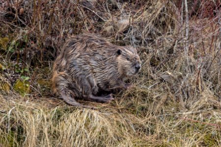 Beaver on the shore of Soda Butte Creek photo