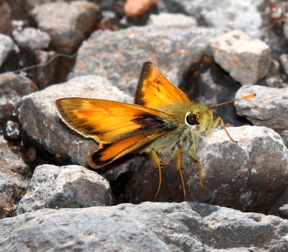 SKIPPER, TAXILES (Lon taxiles) (7-12-2015) near hannigan meadow, white mts, greenlee co, az (8)