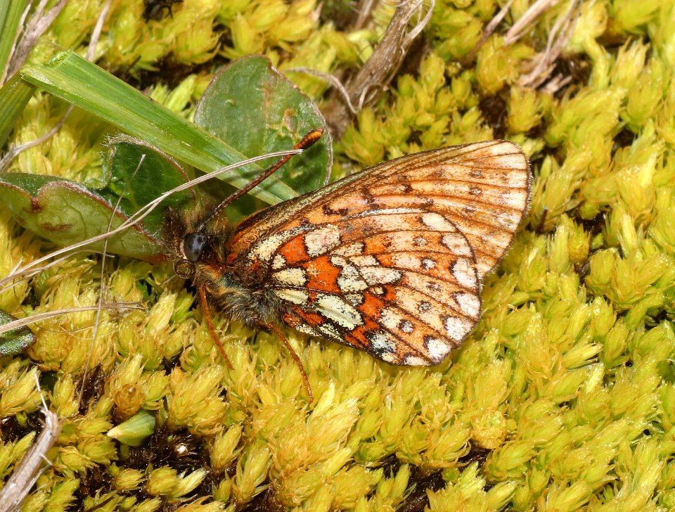 FRITILLARY, BOG (Boloria eunomia) (7-20-2020) 10000 ft, bear tooth hwy, park co, wy -10