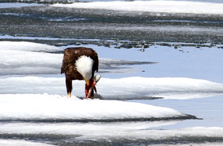 Bald eagle feeding on a lake trout on Lewis Lake
