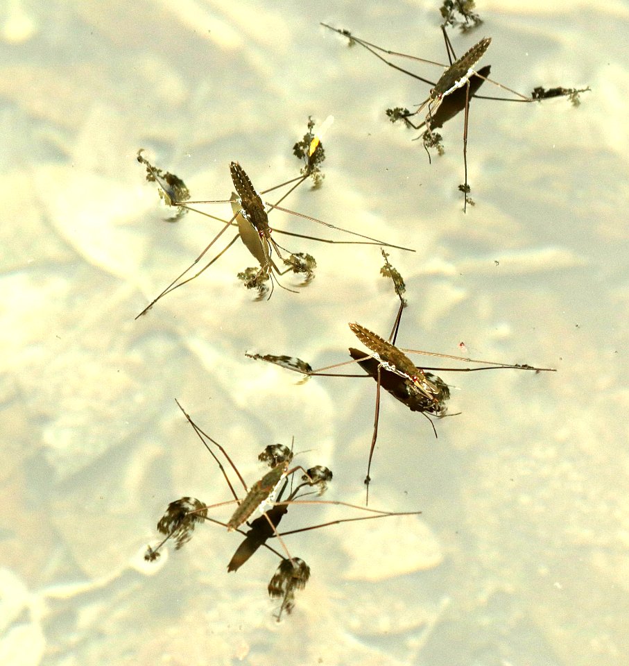 WATER SKATERS, LOST MAPLES STATE PARK (5-5&6-2109) bandera co, tx -07