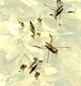 WATER SKATERS, LOST MAPLES STATE PARK (5-5&6-2109) bandera co, tx -07
