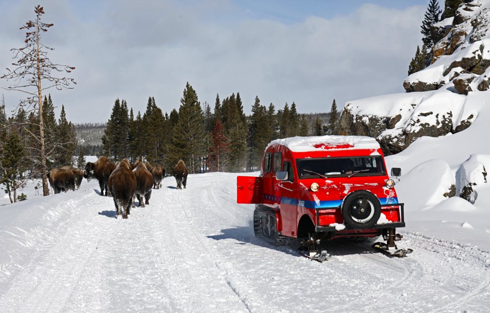 Snowcoach and bison