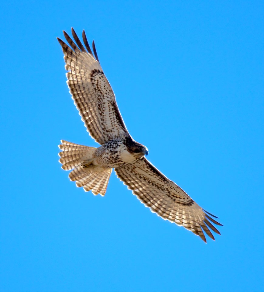 Red-tailed Hawk