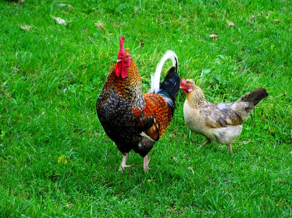 Cock fancy poultry home fowl