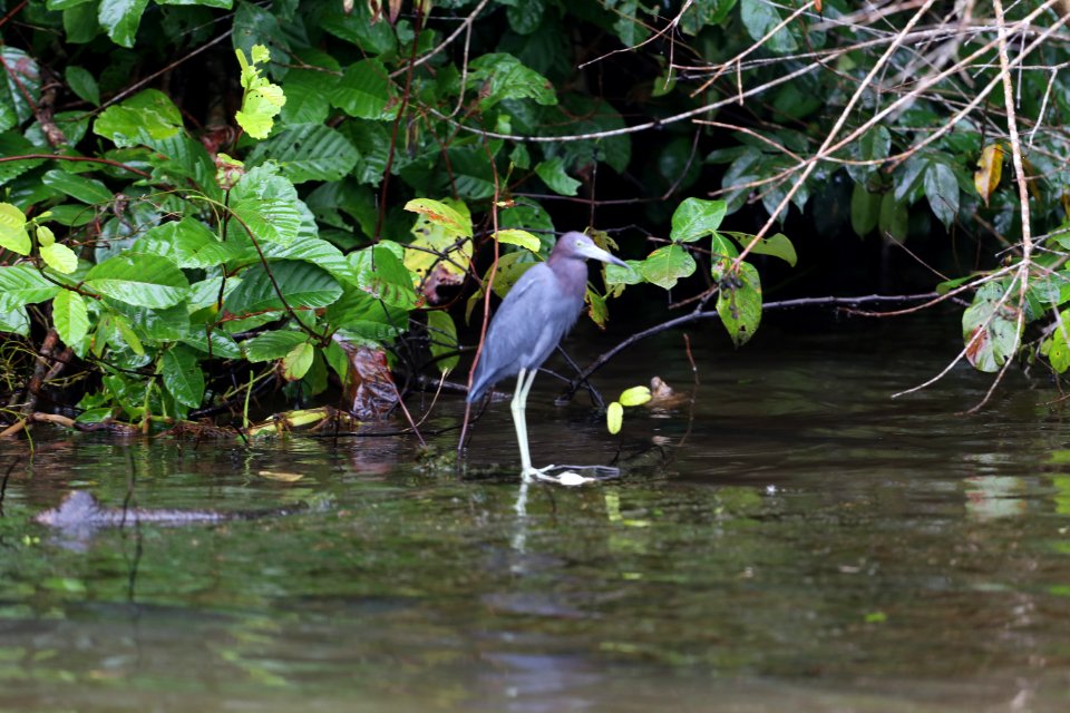 Little Blue Heron
