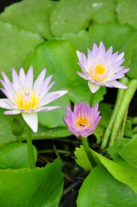 Color lotus thailand lotus