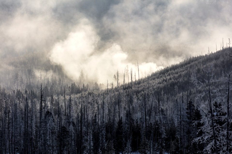 Steam rising through the trees from Geyser Creek