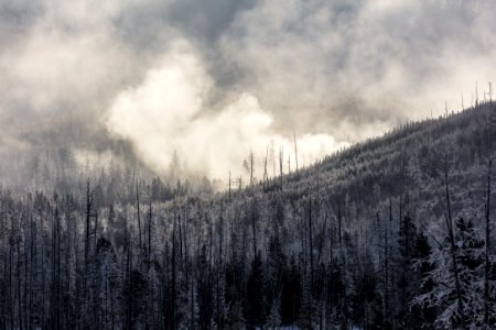 Steam rising through the trees from Geyser Creek photo