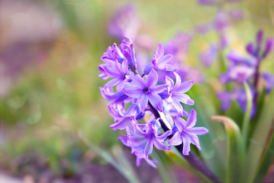 Fragrant flower flowers fragrant photo