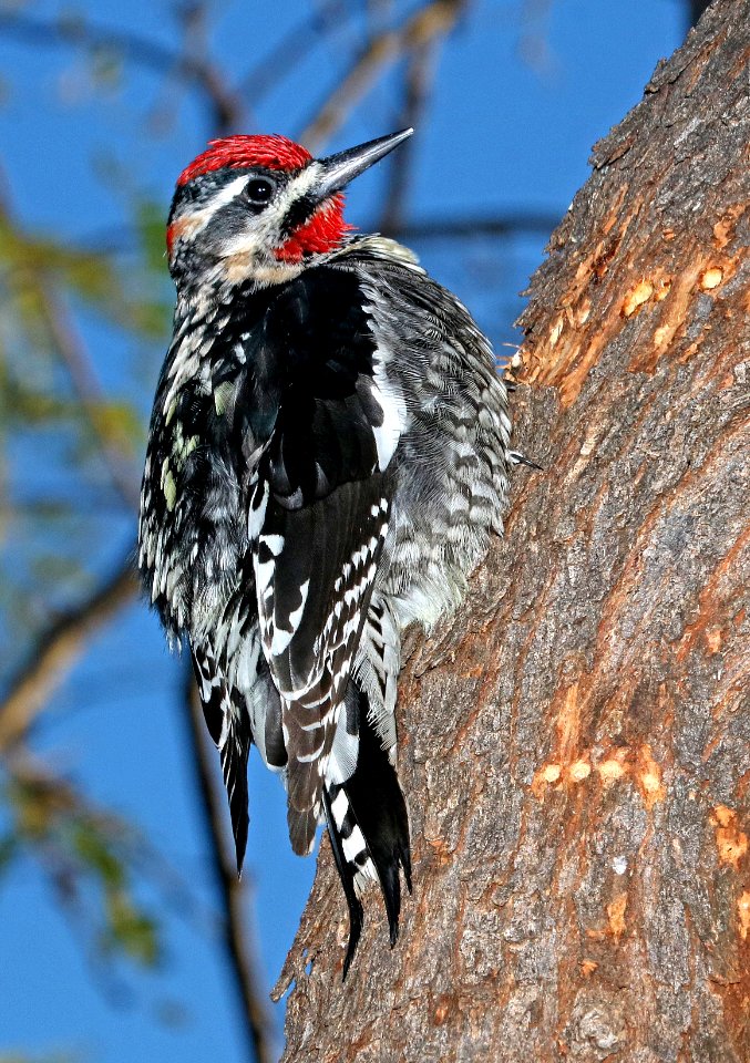 530 - RED-NAPED SAPSUCKER (2-2-2017) patagonia lake, santa cruz co, az -01