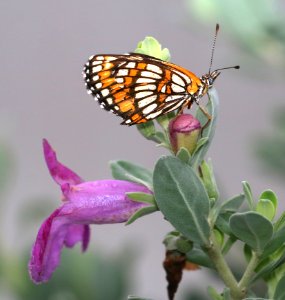 CHECKERSPOT, THEONA (Chlosyne theona) (11-9-2016) the butterfly center, mission, hidalgo co, tx -01