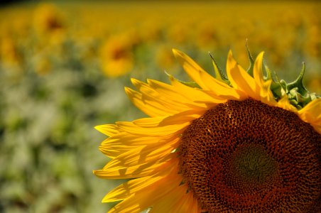 sunflower